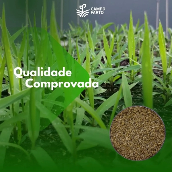 20kg Semente Brachiaria Brizhanta Marandu ( Braquiarão) vc 50% Convencional