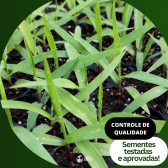5kg Semente Brachiaria Brizhanta BRS Piatã Convencional