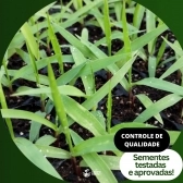 5kg Semente Brachiaria Brizhanta BRS Piatã Convencional