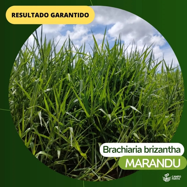 5 kg Semente Brachiaria Brizhanta Marandu Vc 36% Incrustada